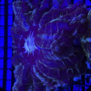 Indophyllia