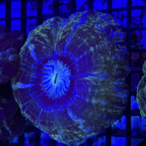 Indophyllia