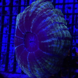 Indophyllia