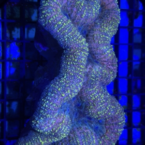 Lobophyllia