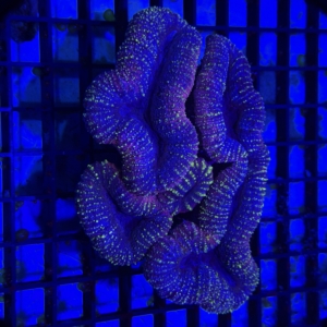 Lobophyllia