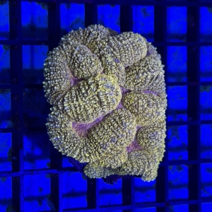 Lobophyllia
