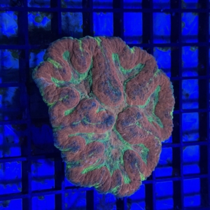 Symphyllia