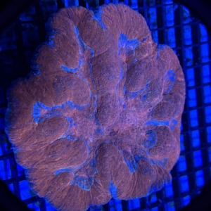 Symphyllia