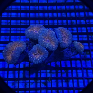 Lobophyllia