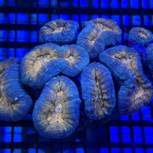 Lobophyllia