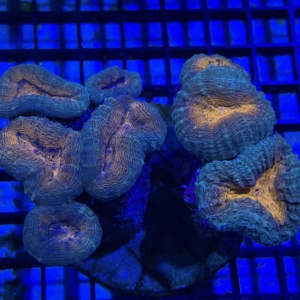 Lobophyllia