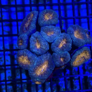 Lobophyllia