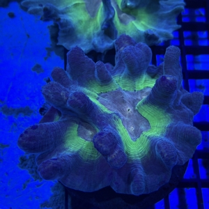 Pectinia