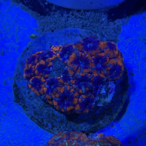 Acan