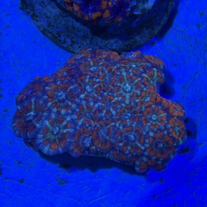 Acan