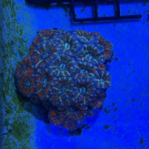 Acan