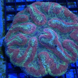 Symphyllia