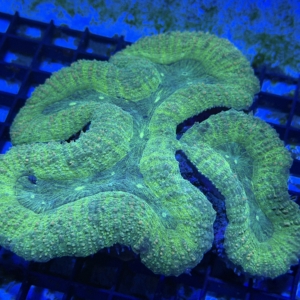 Lobophyllia