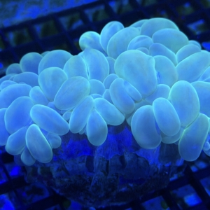 Bubble Coral