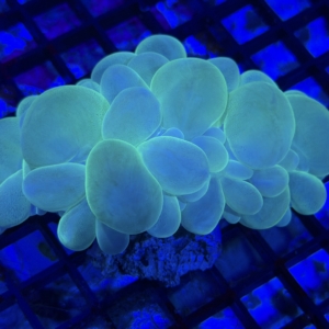 Bubble Coral