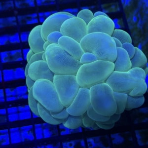 Bubble Coral
