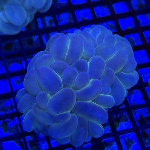 Bubble Coral