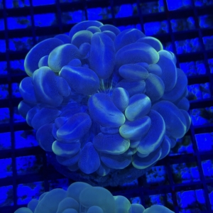 Bubble Coral