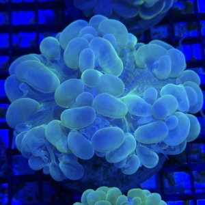 Bubble Coral