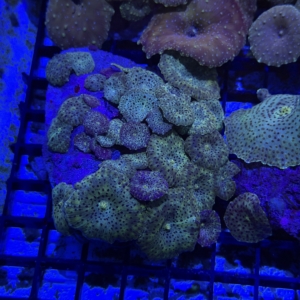 Mushroom