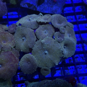 Mushroom