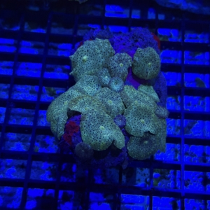 Mushroom