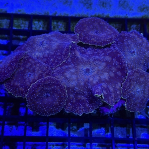 Mushroom