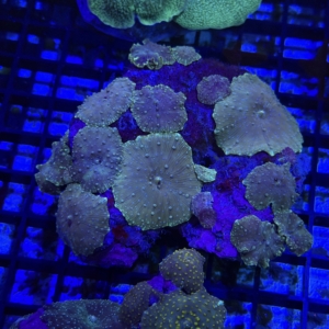 Mushroom