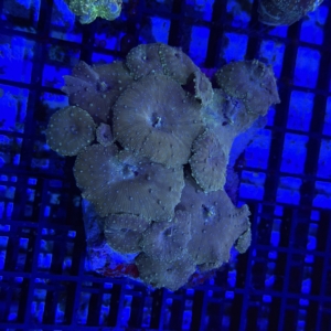 Mushroom