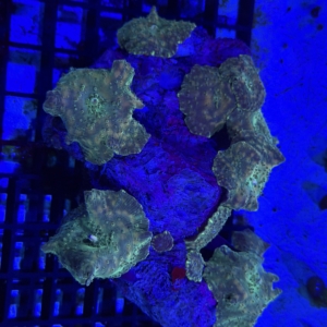 Mushroom