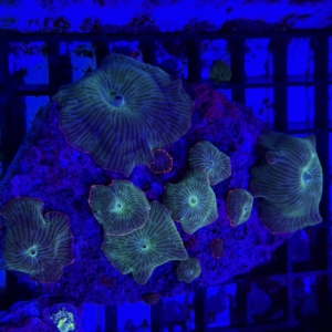 Mushroom