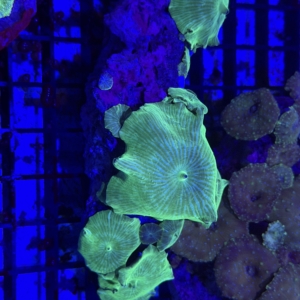 Mushroom