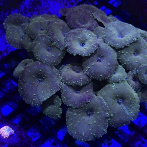 Mushroom