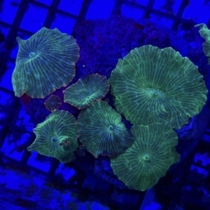 Mushroom