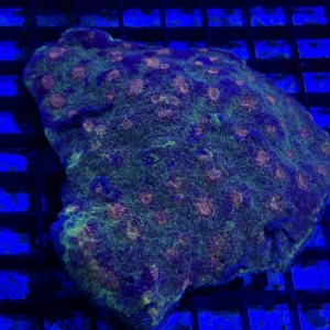 Echinata