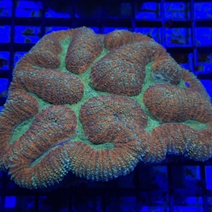 Symphyllia
