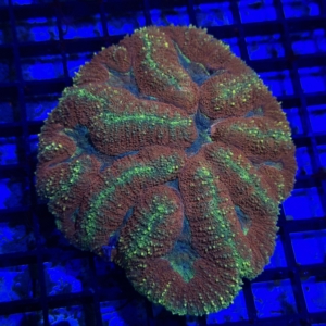 Symphyllia
