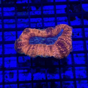 Lobophyllia