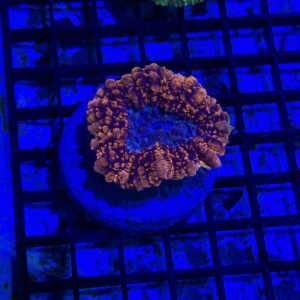 Lobophyllia