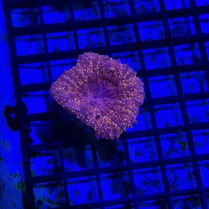 Lobophyllia
