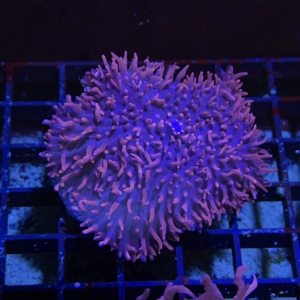 Purple Hairy Mushroom