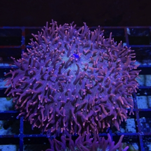 Purple Hairy Mushroom