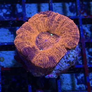 Acan maxima