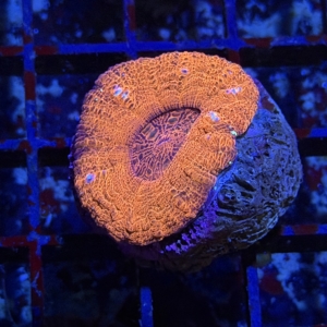 Acan maxima