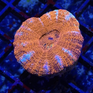 Acan maxima