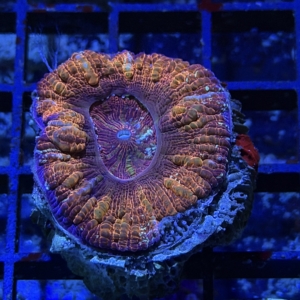 Acan maxima