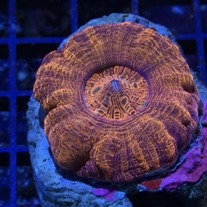 Acan maxima
