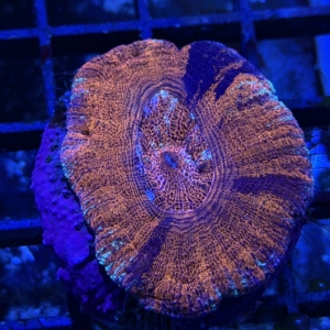 Acan maxima