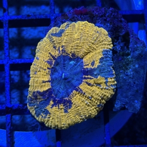 Scolymia vitensis